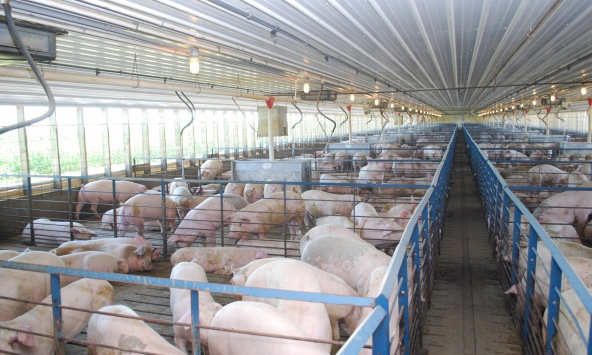 Giá heo hơi hôm nay 6/5: Tăng nhẹ tại phía Nam