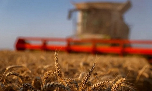 Giá lương thực thế giới giảm nhẹ trong tháng 4

