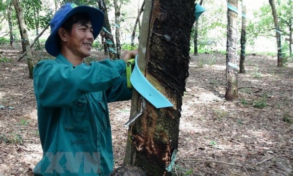Xuất khẩu cao su của Việt Nam hưởng lợi từ giá dầu thô tăng

