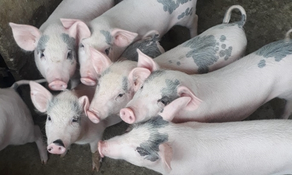 Giá heo hơi hôm nay 7/5: Giữ ở mức 53.000 – 56.000 đồng/kg