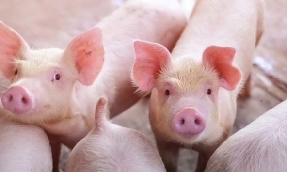 Giá heo hơi hôm nay 9/5: Miền Bắc lên 58.000 đồng/kg