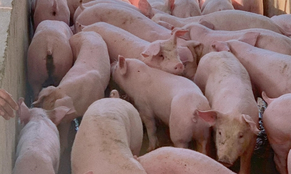 Giá heo hơi hôm nay 10/5: Duy trì đà tăng