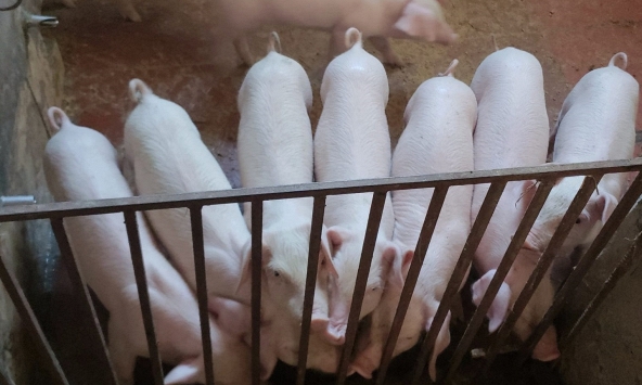 Giá heo hơi hôm nay 11/5: Miền Bắc duy trì đà tăng, miền Nam đi ngang