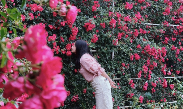 Đến Sa Pa mùa hồng leo như lạc vào... thiên đường