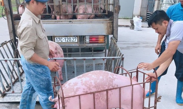 Giá heo hơi hôm nay 12/5: Nguồn cung giảm, giá vẫn không tăng thêm