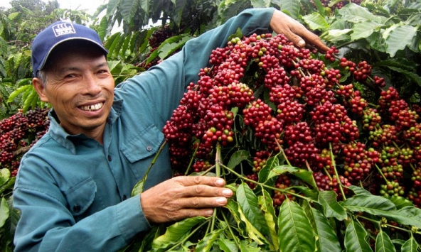 Thị trường nông sản 12/5: Hồ tiêu, cà phê tăng mạnh, cao su ảm đạm