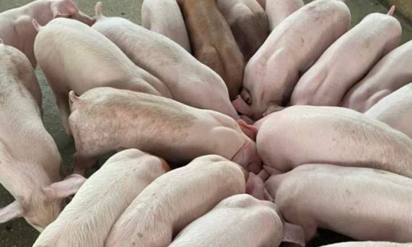 Giá heo hơi khó trở lại 60.000 đồng/kg