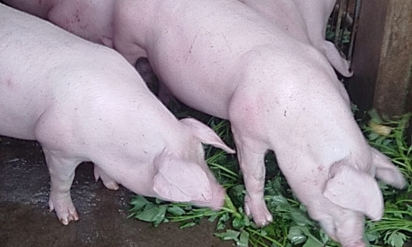 Dự báo giá heo hơi những ngày tới sẽ tiếp tục tăng