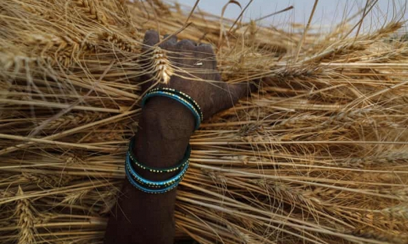 Mỹ, châu Âu chạy đua cải thiện chuỗi cung ứng lương thực sau khi Ấn Độ cấm xuất khẩu lúa mì 