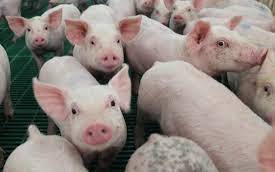 Giao dịch sôi động, giá heo hơi tiếp tục tăng