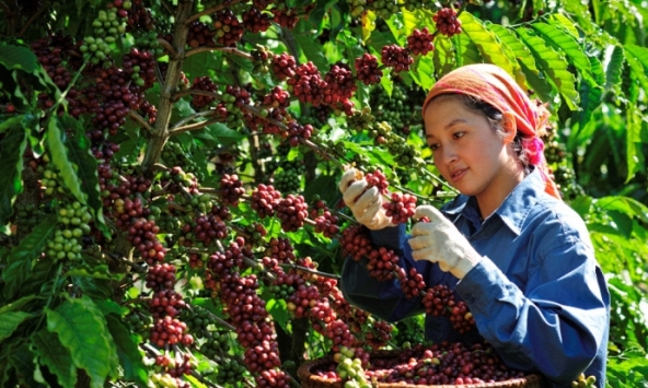 Thị trường nông sản 18/5: Giá tiêu, cà phê, cao su đồng loạt tăng