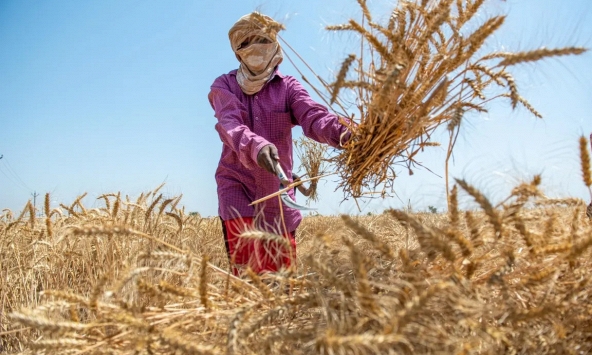 Vì sao Ấn Độ 'quay xe', cấm xuất khẩu lúa mì?

