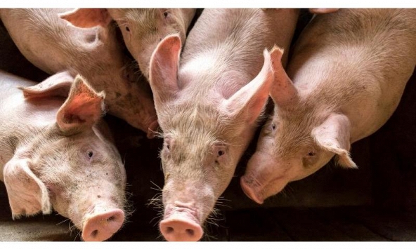 Giá heo hơi hôm nay 18/5: Không tăng thêm