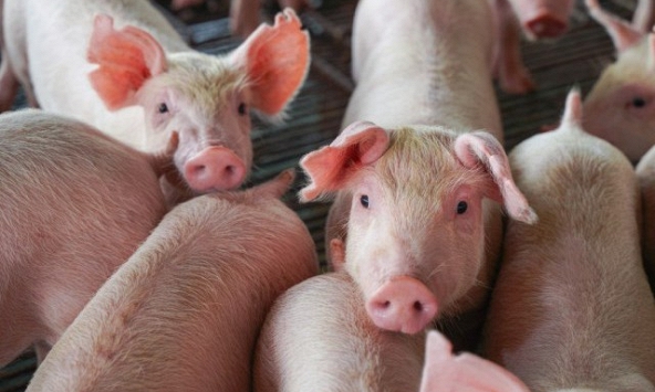 Giá heo hơi hôm nay 19/5: Tiếp tục đi ngang trên cả nước