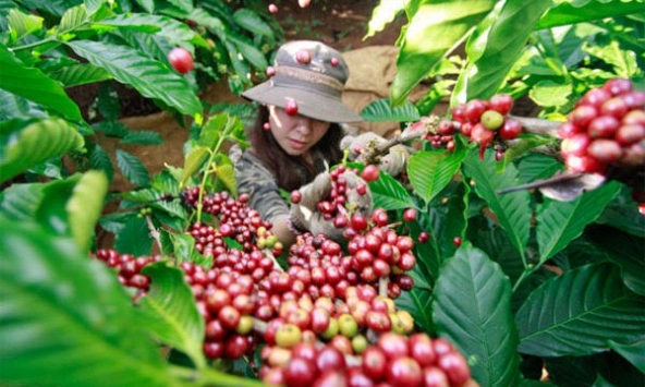Thị trường nông sản 19/5: Giá cà phê quay đầu giảm