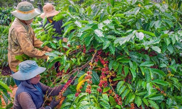 Thị trường nông sản 20/5: Giá cà phê, cao su đồng loạt tăng