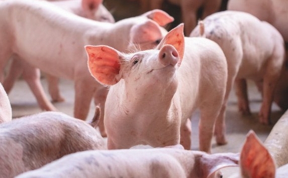 Giá thức ăn tiếp tục tăng, người chăn nuôi heo lo lỗ vốn