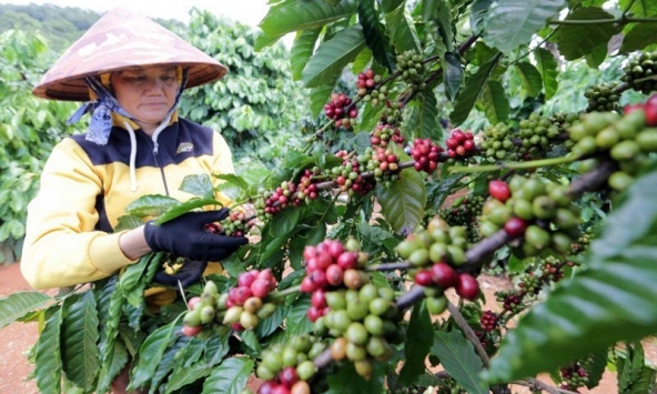 Thị trường nông sản 21/5: Giá cà phê, cao su tăng, hồ tiêu ổn định