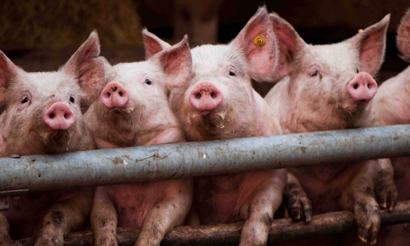 Giá heo hơi miền Nam cao hơn miền Bắc