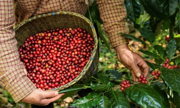 Giá nhiều loại nông sản được dự báo giảm trong thời gian tới