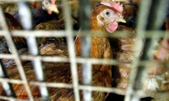 Singapore tìm giải pháp ổn định nguồn cung sau khi Malaysia hạn chế xuất khẩu gà