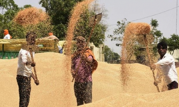 Ấn Độ tranh cãi sau khi chính phủ 'quay xe' cấm xuất khẩu lúa mì