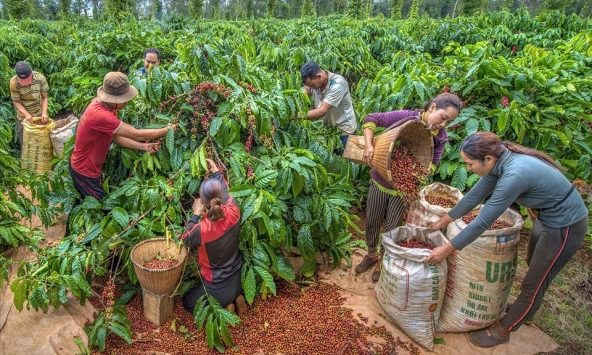 Thị trường nông sản 25/5: Xu hướng giảm ở hầu hết các loại nông sản