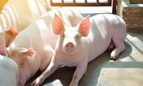 Giá heo hơi giảm nhẹ tại phía Nam