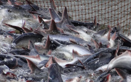 Xuất khẩu thủy sản từ Việt Nam sang Úc tăng mạnh