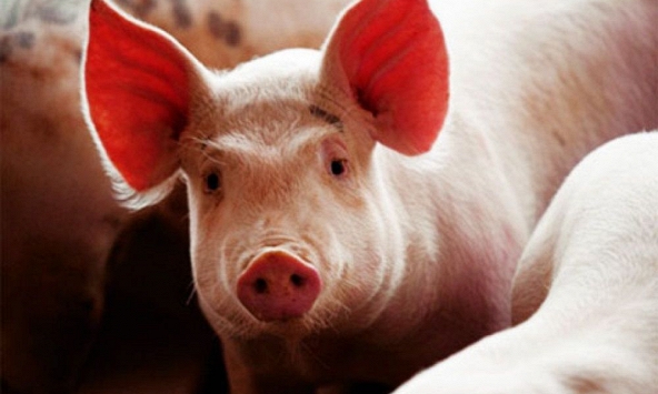 Giá heo hơi lại chịu chi phối bởi dịch tả heo châu Phi
