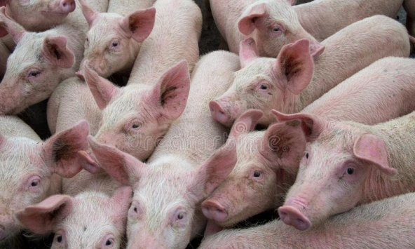 Giá thức ăn chăn nuôi tăng cao, nông dân ngại tái đàn heo