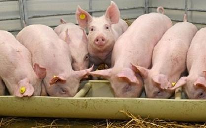 Giá heo hơi hôm nay 27/5: Duy trì trong khoảng 53.000 – 57.000 đồng/kg