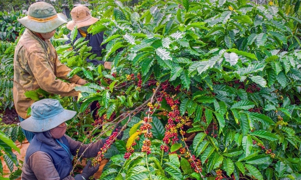 Thị trường nông sản 27/5: Giá cà phê, cao su bật tăng, hồ tiêu và ca cao giảm
