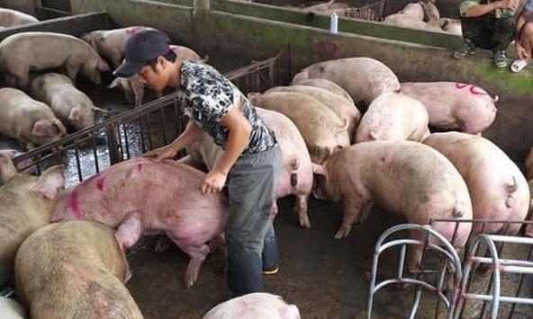 Giá heo hơi miền Bắc bất ngờ tăng mạnh           