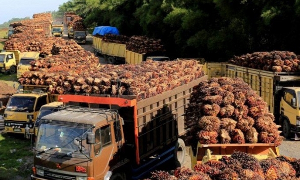 Indonesia phân bổ khoảng 1 triệu tấn dầu cọ để xuất khẩu