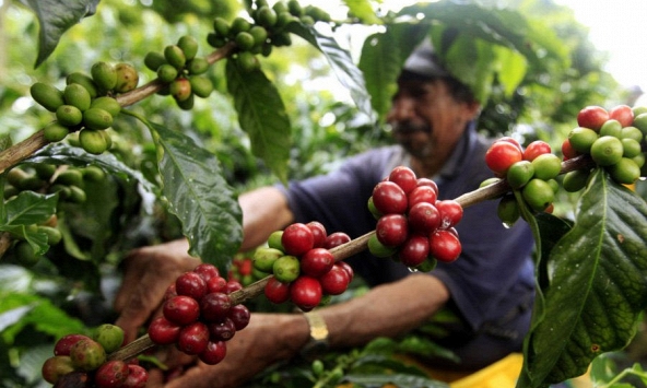 Thị trường nông sản ngày 28/5: Nhiều mặt hàng duy trì đà tăng