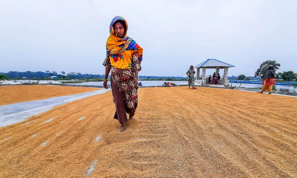 Đồng rupee suy yếu, dự trữ dồi dào kéo giá gạo Ấn Độ xuống mức thấp trong vòng 5 năm