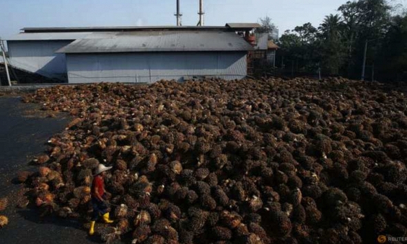 Hiệp hội dầu cọ Malaysia dự kiến thu hút 52.000 lao động nhập cư vào làm việc