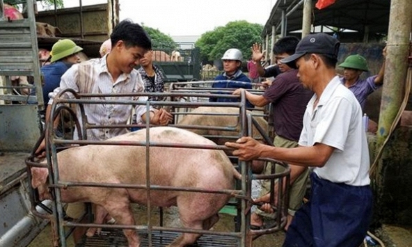 Giá heo hơi hôm nay 30/5: Duy trì đà tăng nhưng khó vượt mốc 60.000 đồng/kg        