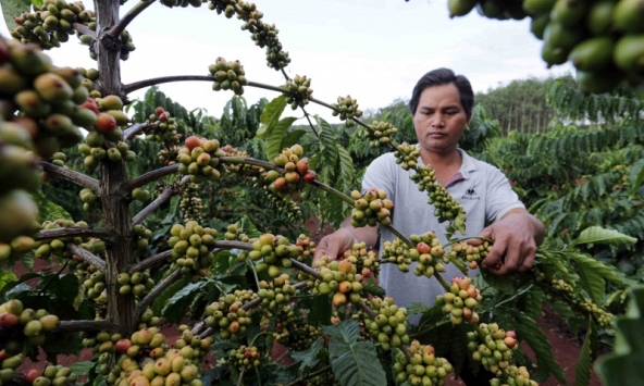 Thị trường nông sản khởi sắc trong ngày đầu tuần