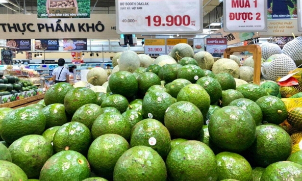 Bơ đầu mùa rớt giá còn 25.000-40.000 đồng/kg