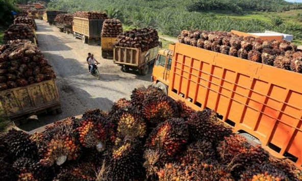 Indonesia đặt mục tiêu nối lại hoạt động xuất khẩu dầu cọ đầu tiên kể từ lệnh cấm