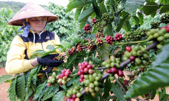 Thị trường nông sản 31/5: Giá cà phê, cao su tăng, hồ tiêu ảm đạm