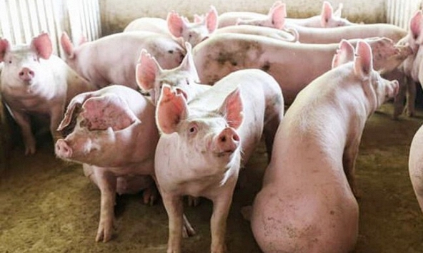 Giá heo hơi miền Bắc tiếp tục tăng nhẹ