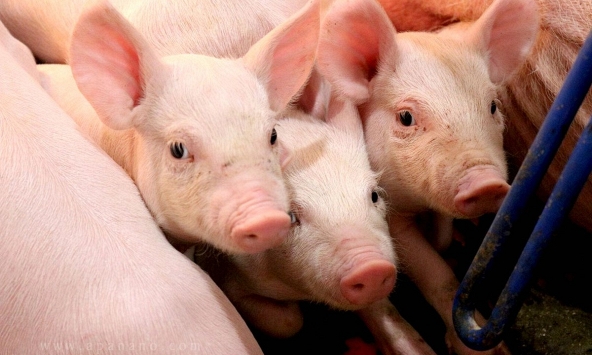 Giá heo hơi hai miền diễn biến trái ngược