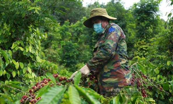 Thị trường nông sản khởi sắc trong phiên đầu tiên của tháng 6