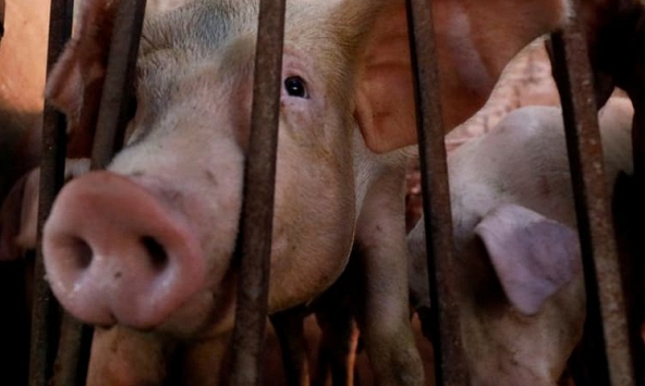 Việt Nam sản xuất thành công vaccine phòng bệnh dịch tả heo châu Phi