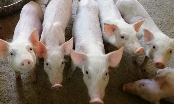 Giá heo hơi hôm nay 2/6: Tăng cục bộ tại miền Bắc