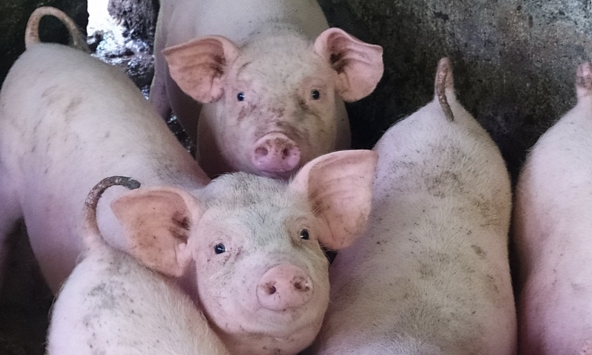 Giá heo hơi miền Bắc giảm nhẹ