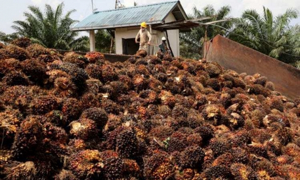 Tập đoàn dầu cọ Malaysia cảnh báo thiệt hại trước tình trạng khủng hoảng lao động